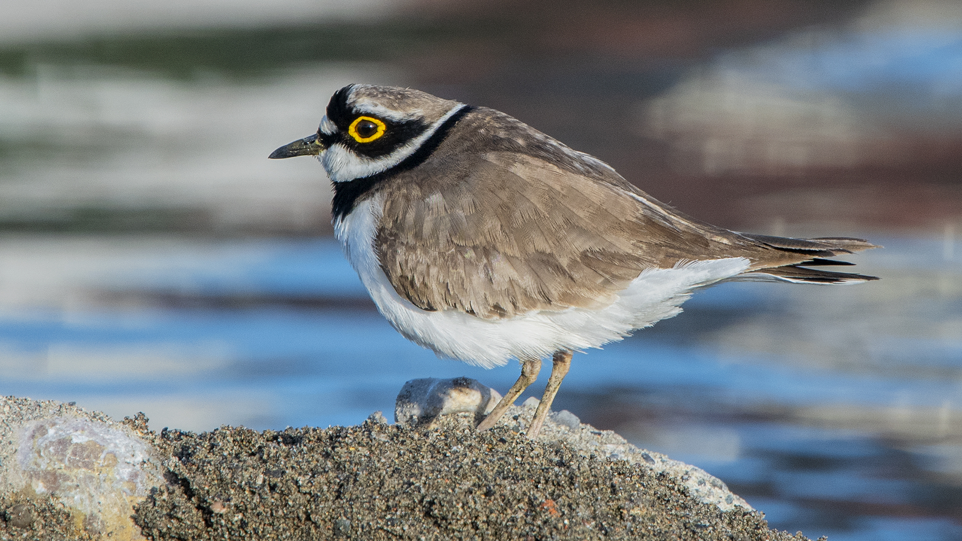 Little Ringed Plover